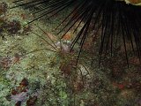 Curacao 04-12 076